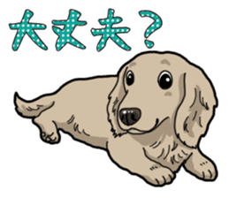 Daily Miniature Dachshund sticker #12313917