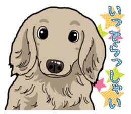Daily Miniature Dachshund sticker #12313918