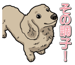 Daily Miniature Dachshund sticker #12313940