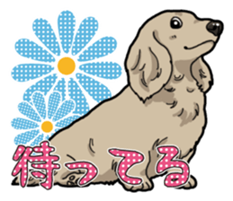 Daily Miniature Dachshund sticker #12313946