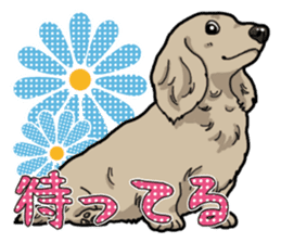 Daily Miniature Dachshund sticker #12313946
