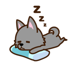 Schipperke sticker #12323095