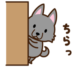 Schipperke sticker #12323110