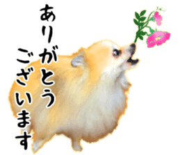 Pomeranian Junco real 3 sticker #12333519