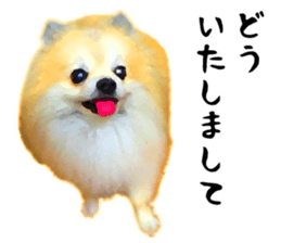 Pomeranian Junco real 3 sticker #12333520
