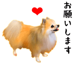 Pomeranian Junco real 3 sticker #12333522