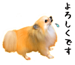Pomeranian Junco real 3 sticker #12333523