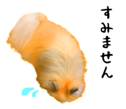 Pomeranian Junco real 3 sticker #12333524