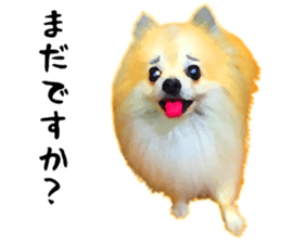 Pomeranian Junco real 3 sticker #12333525