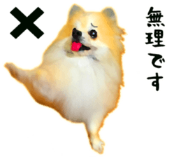 Pomeranian Junco real 3 sticker #12333526