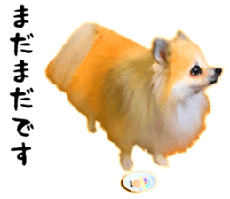 Pomeranian Junco real 3 sticker #12333528