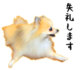 Pomeranian Junco real 3 sticker #12333529