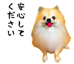 Pomeranian Junco real 3 sticker #12333531