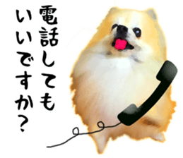 Pomeranian Junco real 3 sticker #12333533