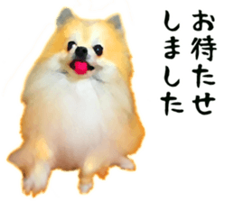 Pomeranian Junco real 3 sticker #12333534