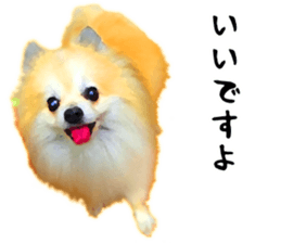 Pomeranian Junco real 3 sticker #12333535