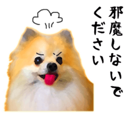 Pomeranian Junco real 3 sticker #12333538