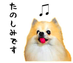 Pomeranian Junco real 3 sticker #12333539