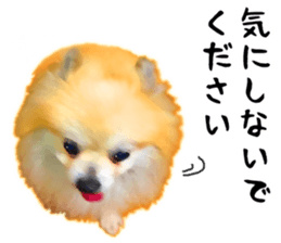 Pomeranian Junco real 3 sticker #12333540