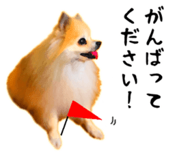 Pomeranian Junco real 3 sticker #12333542