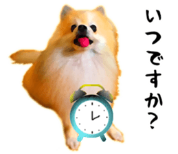 Pomeranian Junco real 3 sticker #12333545