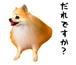 Pomeranian Junco real 3 sticker #12333546