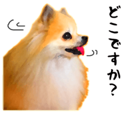 Pomeranian Junco real 3 sticker #12333547