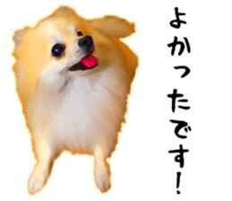 Pomeranian Junco real 3 sticker #12333549