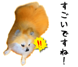 Pomeranian Junco real 3 sticker #12333550