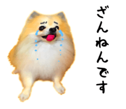 Pomeranian Junco real 3 sticker #12333551