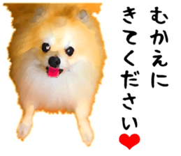 Pomeranian Junco real 3 sticker #12333552