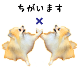 Pomeranian Junco real 3 sticker #12333554