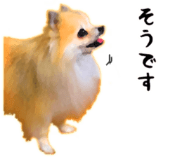 Pomeranian Junco real 3 sticker #12333555