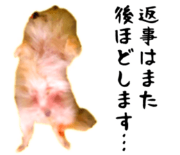 Pomeranian Junco real 3 sticker #12333557