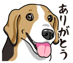 Daily Beagle sticker #12334100