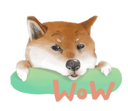 Shiba Huck sticker #12348901