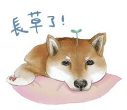 Shiba Huck sticker #12348918