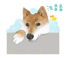 Shiba Huck sticker #12348920