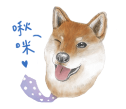 Shiba Huck sticker #12348928