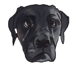 Big dogs over 50 sticker #12350160