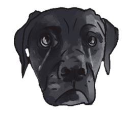 Big dogs over 50 sticker #12350160