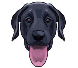 Big dogs over 50 sticker #12350171
