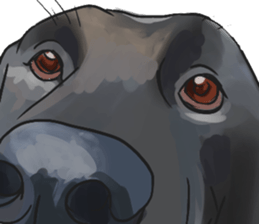 Big dogs over 50 sticker #12350174