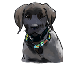 Big dogs over 50 sticker #12350177