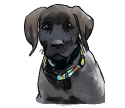 Big dogs over 50 sticker #12350177