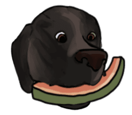 Big dogs over 50 sticker #12350187