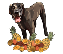 Big dogs over 50 sticker #12350196