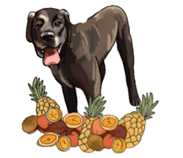 Big dogs over 50 sticker #12350196