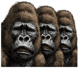 Gorilla gorilla 3 sticker #12354158