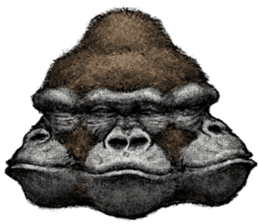 Gorilla gorilla 3 sticker #12354172